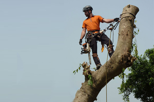 Кронирование обрезка деревьев